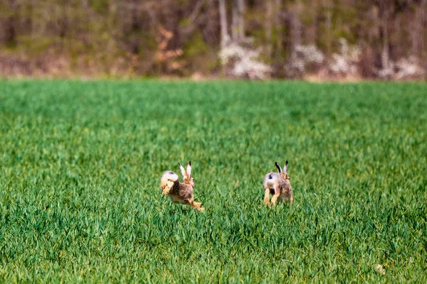 two rabbits running in a green field in spring