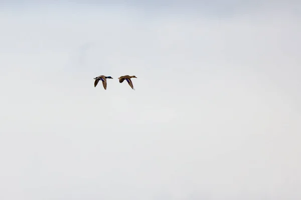Ett Par Vilda Ankor Flygning Mot Bakgrund Himlen — Stockfoto