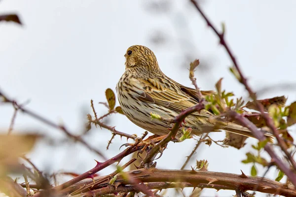 stock image Corn bunting bird perched on a twig in a bush, spring time.