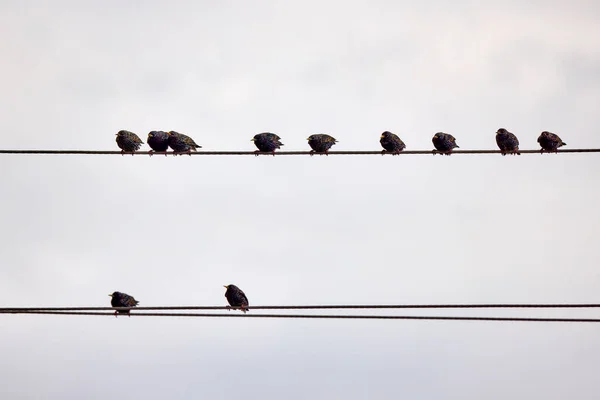 Sturnidae Familyasından Bir Grup Kuş Elektrik Teli Kullanıyor — Stok fotoğraf