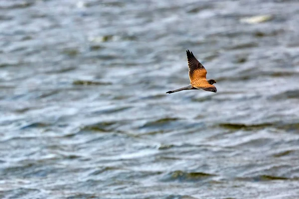 Ein Schöner Greifvogel Schwebt Über Einem See Falco Vespertinus — Stockfoto
