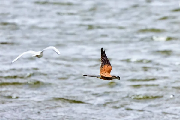 Ein Schöner Greifvogel Schwebt Über Einem See Falco Vespertinus — Stockfoto