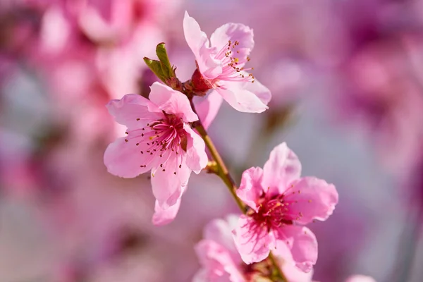 Изображение Цветущей Ветвью Персикового Дерева Весенний Сезон Лицензионные Стоковые Изображения