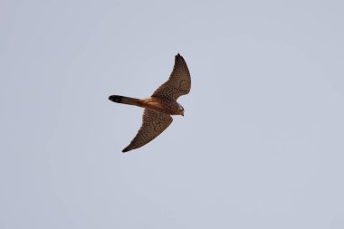 The winter hawk in flight in the blue sky, is characteristic of low wooded areas.