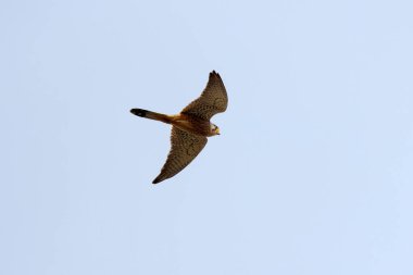 The winter hawk in flight in the blue sky, is characteristic of low wooded areas.