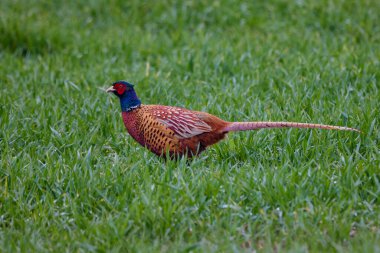Sahada renkli erkek sülün (Phasianus colchicus).