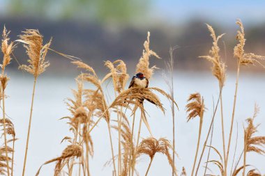 Gölün yakınındaki sazlıklarda kırlangıçlar