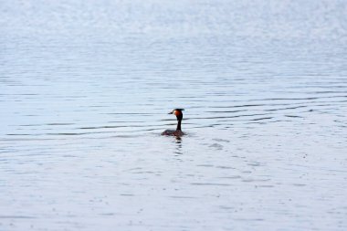 Büyük bir gölde batağan (Podiceps cristatus) yüzme tepeli