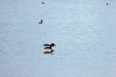 Büyük bir gölde batağan (Podiceps cristatus) yüzme tepeli