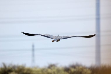 Mavi gökyüzü karşı kayma bir gri büyük balıkçıl (ardea cinerea)