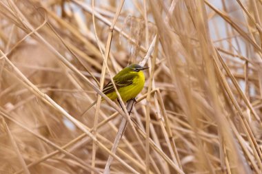 Sarı kuyruk (Motacilla flava) bir gölün yakınındaki sazlıklarda