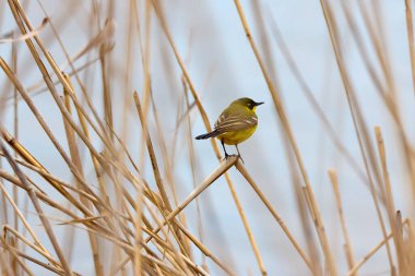 Sarı kuyruk (Motacilla flava) bir gölün yakınındaki sazlıklarda