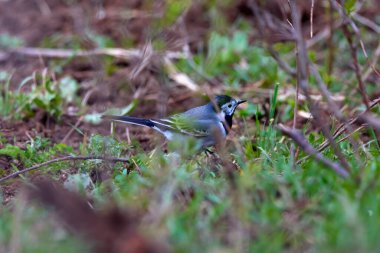 little bird on the grass, White Wagtail, Motacilla alba