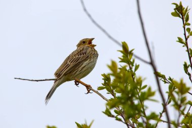 Bir dala konmuş mısır kiraz kuşu (Emberiza calandra)