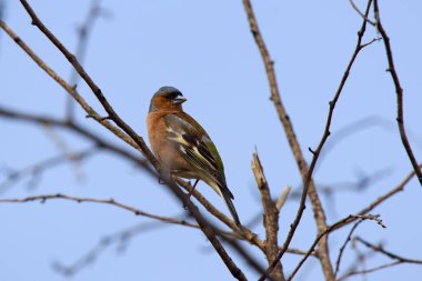 Ağacın dallarında dikilen sıradan papatya (Fringilla coelebs)