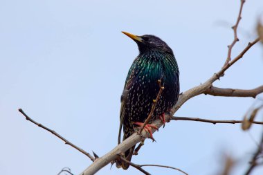 Starling (Sturnus vulgaris) baharda bir çalılığa tünemişti.