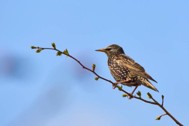 Starling (Sturnus vulgaris) baharda bir çalılığa tünemişti.