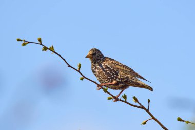 Starling (Sturnus vulgaris) baharda bir çalılığa tünemişti.