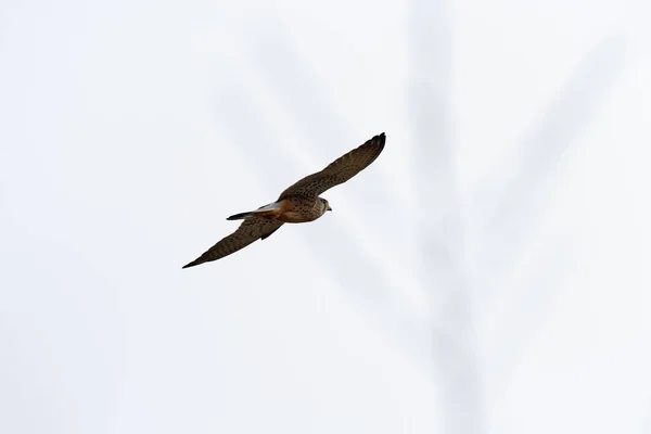 The winter hawk in flight in the blue sky, is characteristic of low wooded areas.