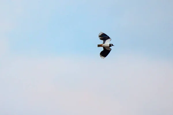 Europeiska Norra Lapwing Vanellus Vanellus Flygning — Stockfoto