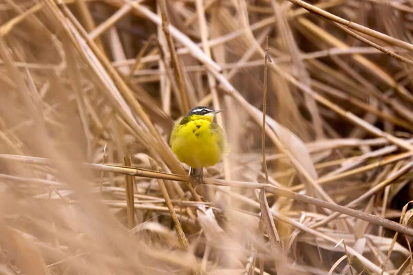 stock image Yellowtail (Motacilla flava) in the reeds near a lake