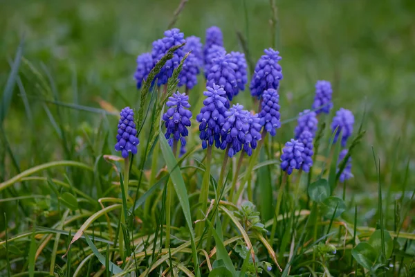 Muscari Ermeniacum yakın çekim, mavi Ermeni üzüm sümbülleri yakın çekim, ilkbahar çiçekleri