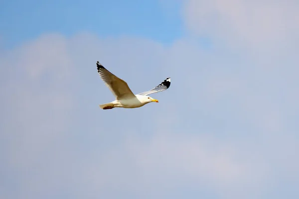 날푸른 하늘을 배경으로 갈매기 — 스톡 사진
