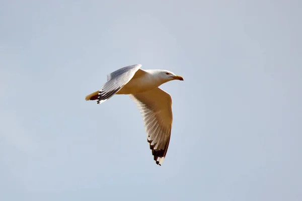 Seagull Flight Blue Sky Sring Day — Stock Photo, Image