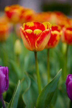İlkbaharda parktaki laleli güzel resim..