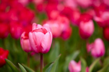 İlkbaharda parktaki laleli güzel resim..
