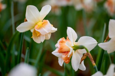 Bulanık bir arkaplanda parktan güzel çiçeklerle kapat.