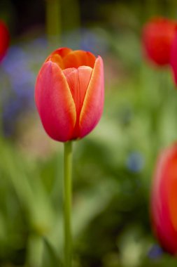 İlkbaharda parktaki laleli güzel resim..