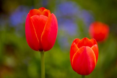 İlkbaharda parktaki laleli güzel resim..