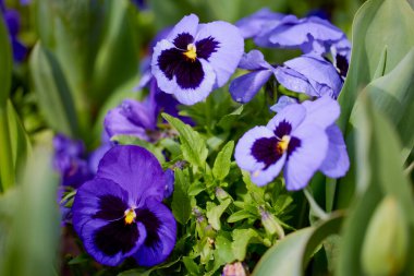 Bulanık bir arkaplanda parktan güzel çiçeklerle kapat.