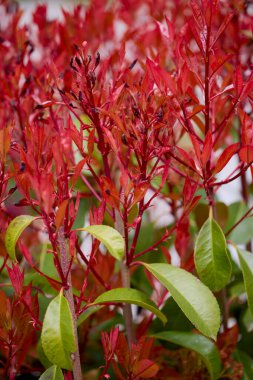Bulanık bir arkaplanda parktan güzel çiçeklerle kapat.