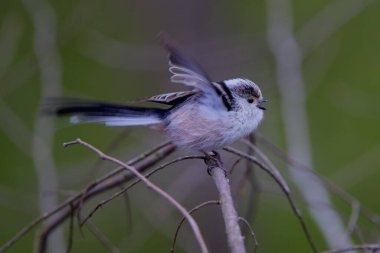 Uzun kuyruk baştankara bir dalda açık tünemiş