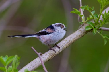 Uzun kuyruk baştankara bir dalda açık tünemiş
