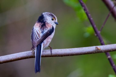 Uzun kuyruk baştankara bir dalda açık tünemiş