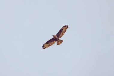 beautiful specimen of eagle on the background of the blue sky
