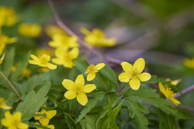 Ormandan gelen sarı çiçekler.