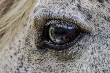 Görüntüyü at gözüyle kapat