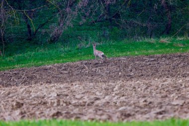 İlkbaharda ormanın kenarında bir geyik.