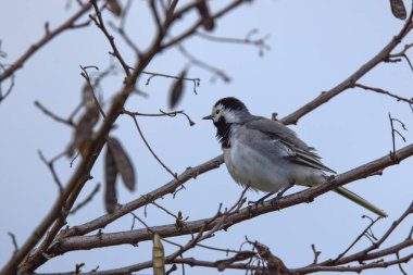 Beyaz Wagtail (Motacilla alba) beyaz, gri ve siyah tüylü bir kuş.
