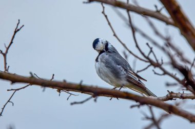 Beyaz Wagtail (Motacilla alba) beyaz, gri ve siyah tüylü bir kuş.