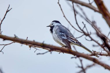Beyaz Wagtail (Motacilla alba) beyaz, gri ve siyah tüylü bir kuş.