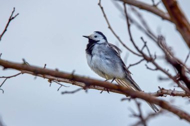 Beyaz Wagtail (Motacilla alba) beyaz, gri ve siyah tüylü bir kuş.