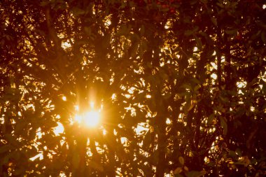 Güneş ışınları gün batımında bir çekim yapar.