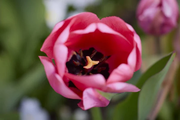 Bela Imagem Com Tulipa Parque Durante Primavera — Fotografia de Stock