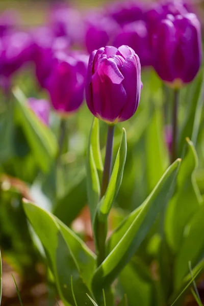 Das Schöne Bild Mit Der Tulpe Park Frühling — Stockfoto