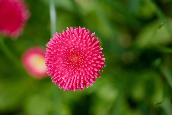 Κοντά Όμορφα Λουλούδια Από Πάρκο Ένα Θολό Φόντο — Φωτογραφία Αρχείου